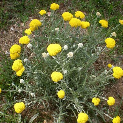 Achillea_coarctata