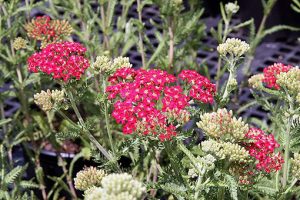 Achillea_millefolium_Paprika