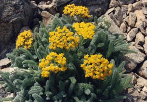 Nos plantes pour terrain sec, comme Achillea tomentosa aurea