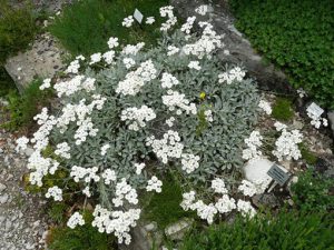 Achillea_umbellata