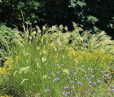 Achnatherum_calamagrostis