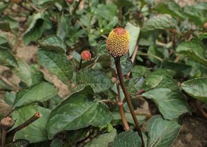 Acmella_oleracea_purpurea_Bio