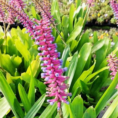 Aechmea_gamosepala