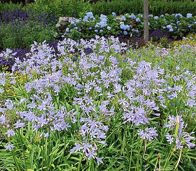 Agapanthus_'Queen_Anne'