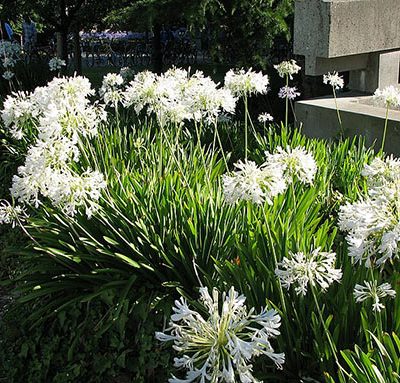 Agapanthus_getty_white