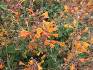 Agastache_aurantiaca_Bio