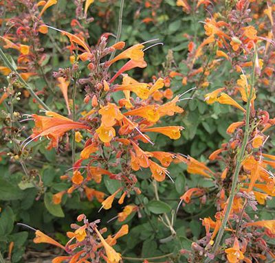 Agastache_aurantiaca_Bio