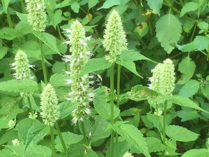 Agastache_foeniculum_albiflora