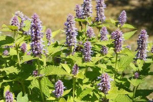 Agastache_foeniculum_golden_jubilee