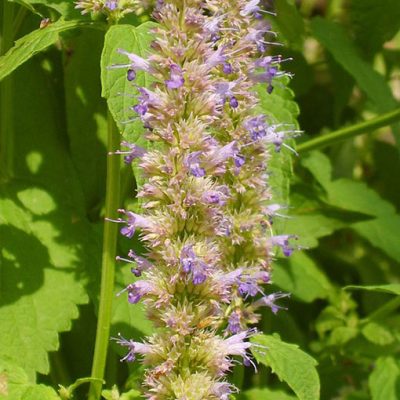 Agastache_rugosa_Bio