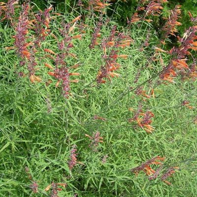 Agastache_rupestris