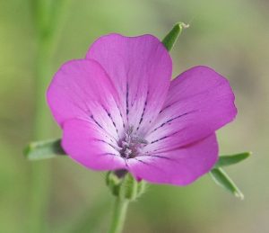 Agrostemma_githago_1