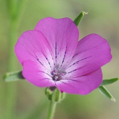 Agrostemma_githago_1
