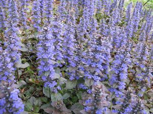 Ajuga_reptans