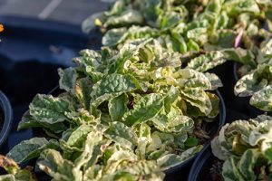 Ajuga_reptans_Pink_Lightning