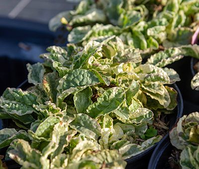 Ajuga_reptans_Pink_Lightning