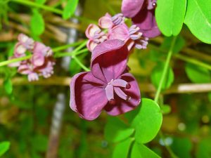 Akebia_quinata