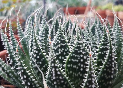 Aloe_aristata