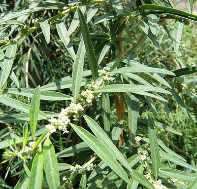Aloysia_polystachya