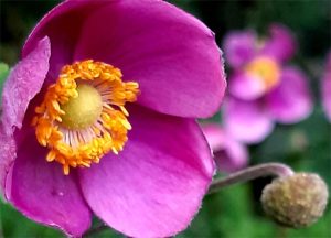 Anemone_Fantasy