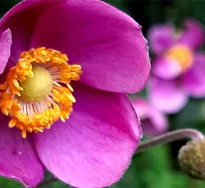 Anemone_Fantasy