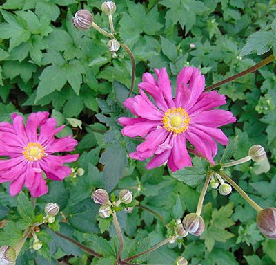Anemone_'Prinz_Heinrich'