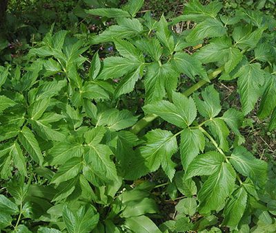 Angelica_archangelica_Bio