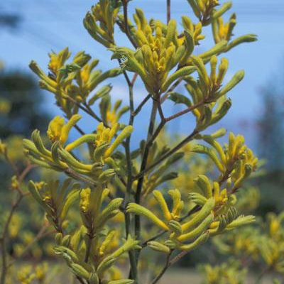 Anigozanthos.flavidus