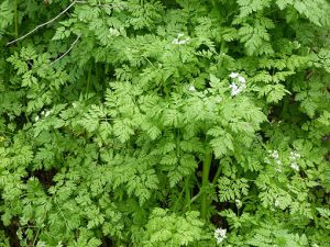 Anthriscus_cerefolium