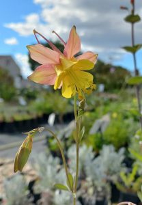 Aquilegia_barrnebyi