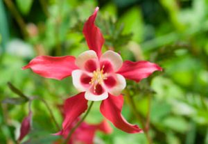 Aquilegia_caerulea_'Crimson_Star'