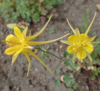 Aquilegia_chrysantha_Denver_Gold