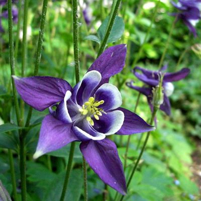 Aquilegia_vulgaris_Blue_and_
