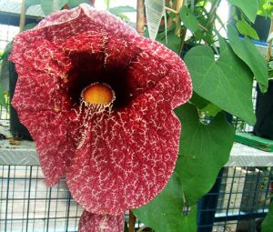 Aristolochia_gigantea