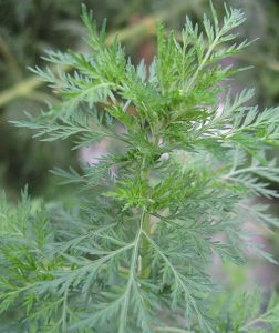 Artemisia_annua_Armoise_annuelle_Bio