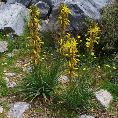Asphodeline_lutea
