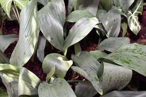 Aspidistra_elatior