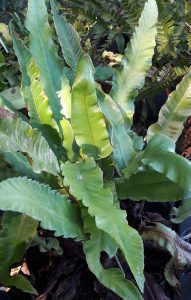 Asplenium_scolopendrium