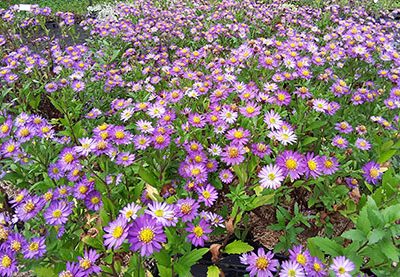 Aster_Ezo_Murazaki