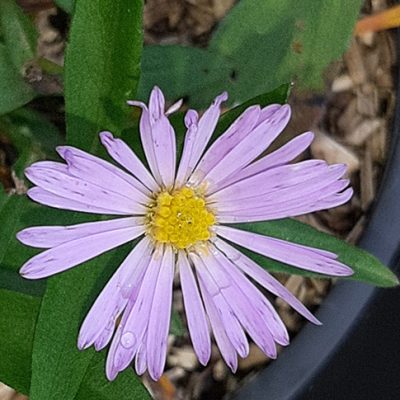 Aster_Henri_Picot