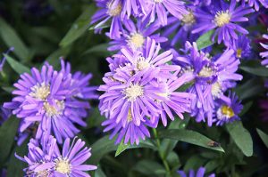 Aster_ericoides_blue_wonder