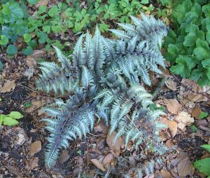 Athyrium_niponicum_metallicum