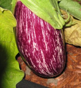 Aubergine_Listada_de_Gandia