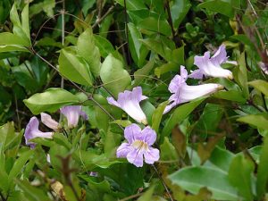 Bignonia_callistegioides