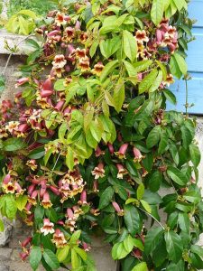 Bignonia_capreolata