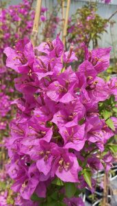 Bougainvillea_Alexandra