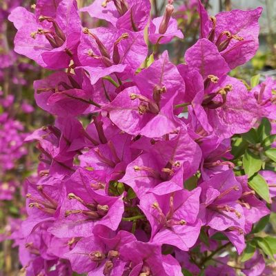 Bougainvillea_Alexandra