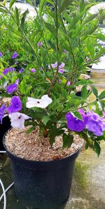 Brunfelsia_pauciflora