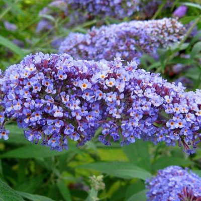Buddleja_davidii_Blue