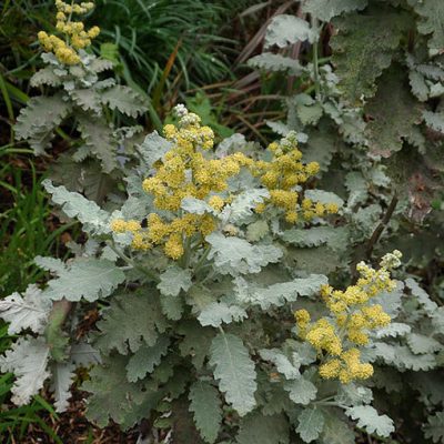 Buddleja_glomerata
